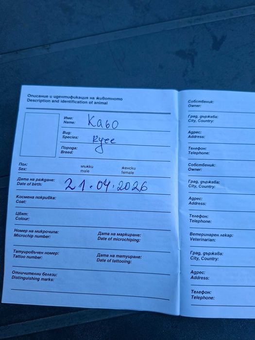 Продавам белгииска овчарка