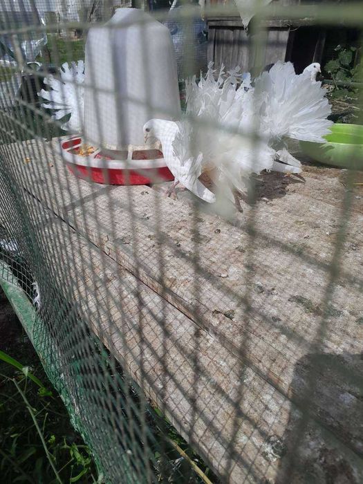 Porumbei voltati albi