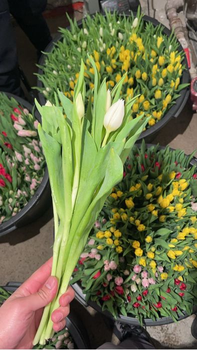 Голланские тюльпаны от 450 тг оптом