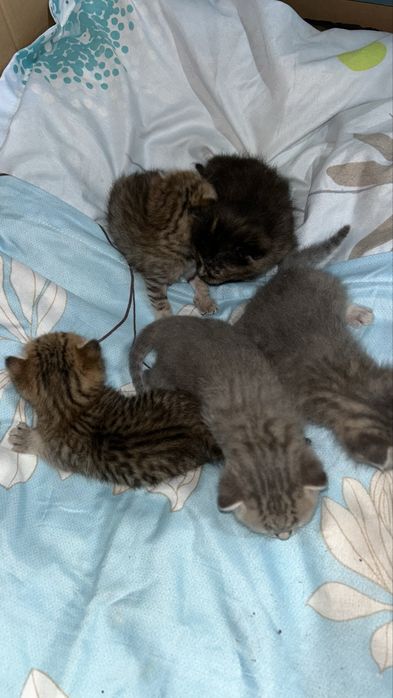 Отдаем красивых котят