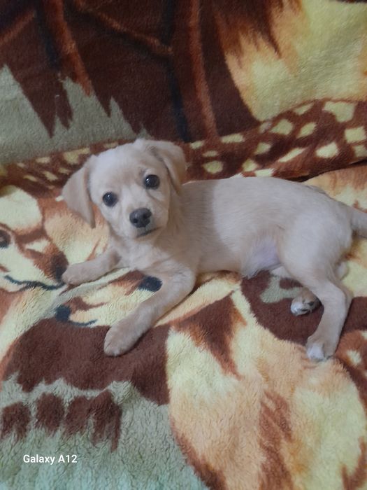 Продаются щенки, метисы пекинеса и йорка