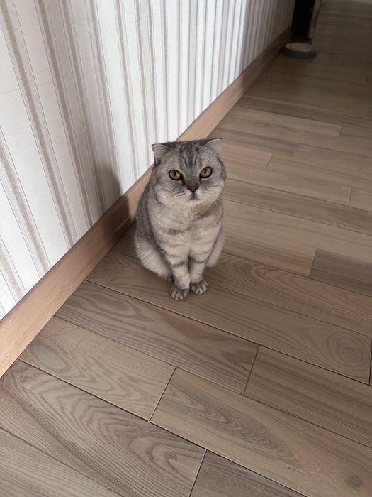 Кошка отдается бесплаьно в добрые руки