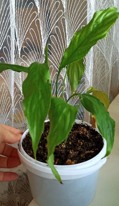 Распродажа цветов. 2000,  800