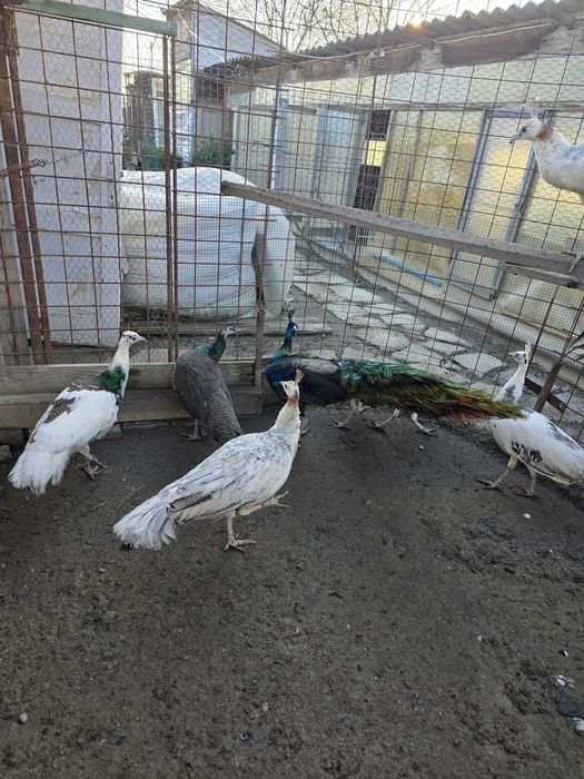 Vand pauni diferite varietati