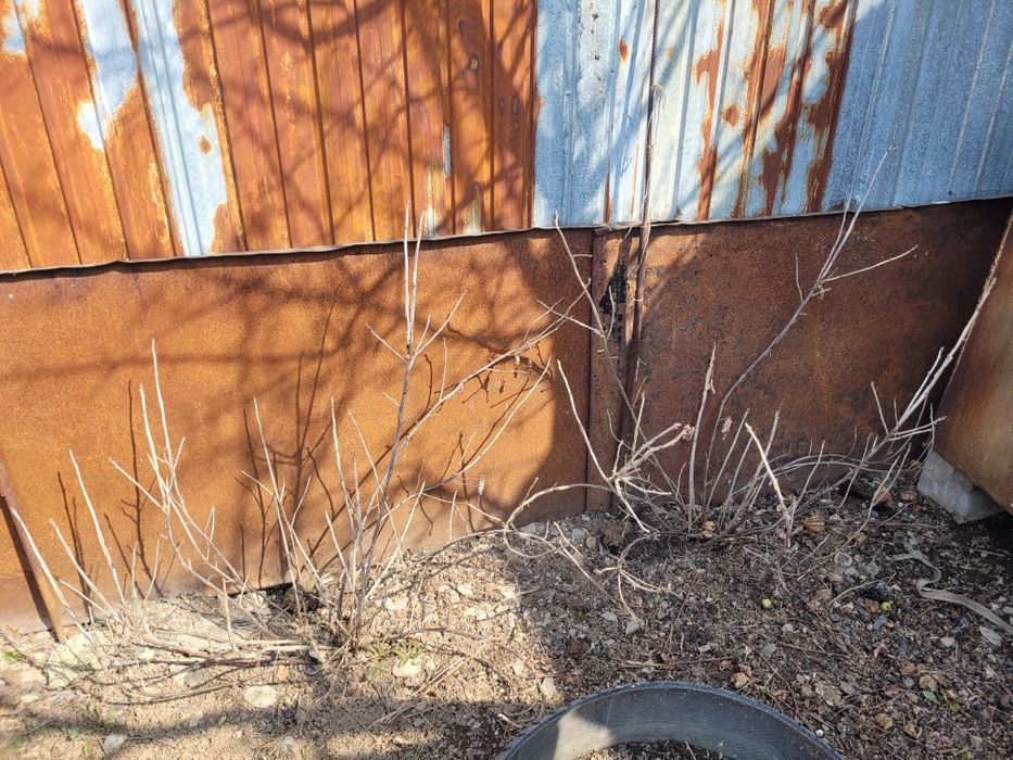 Продам куст черной смородины