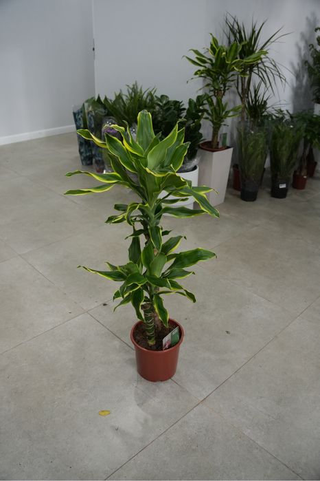 Драцена Фрагранс Голден Кост