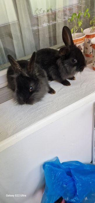 Iepuras pitici  cap leu