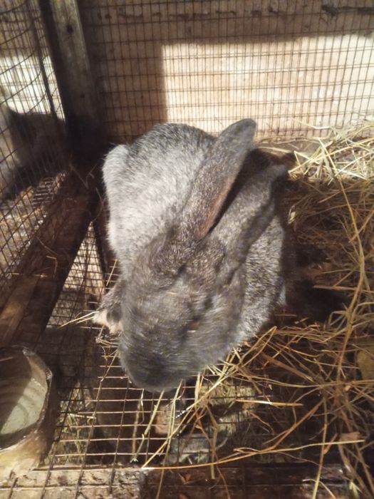 Продаются кролики