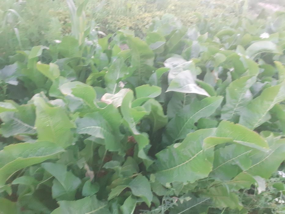 Продаются корни хрена .