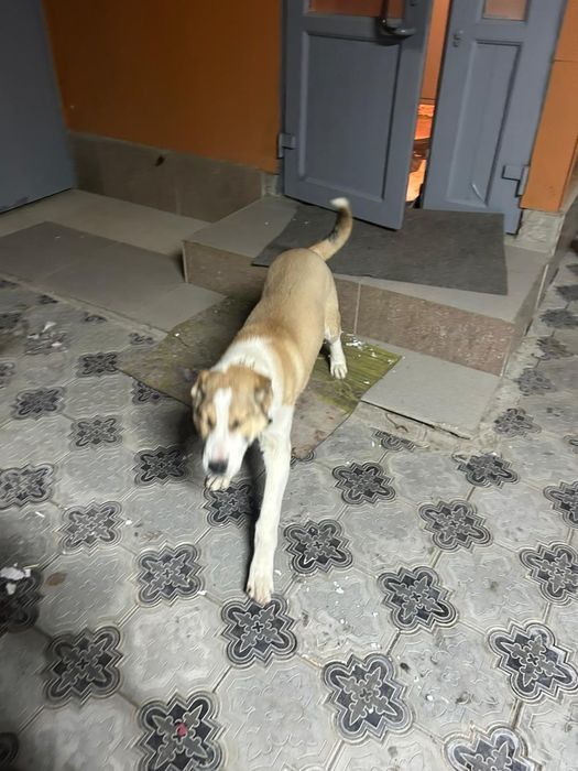 Продаю щенка Алабай 3 месяца