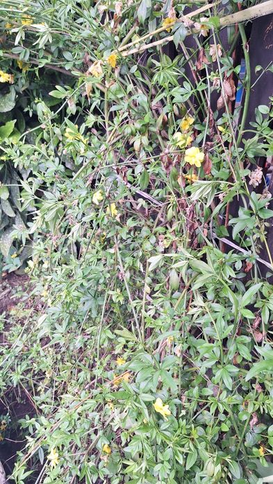 Продавам растение Зимен Жасмин (Jasminum nudiflorum)