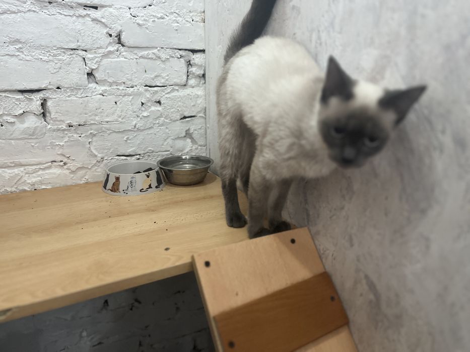 Отдам кошечку в добрые руки