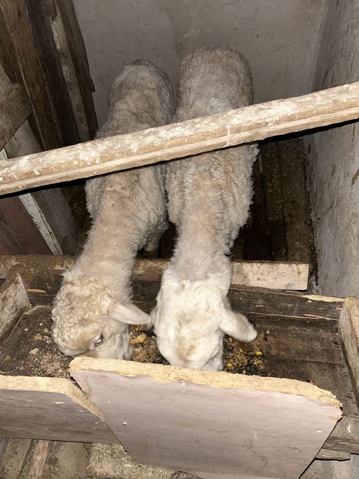 Қой, баран семіз