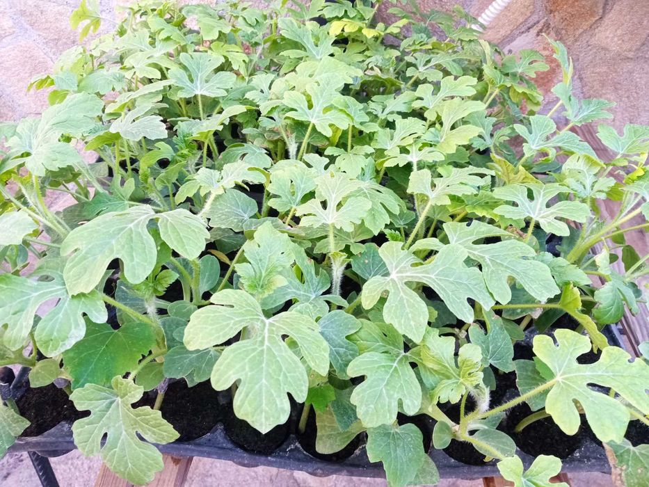 Разсад дини суренто