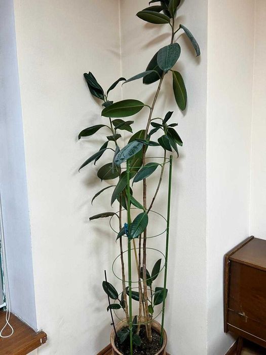 Фикусы каучуконосные