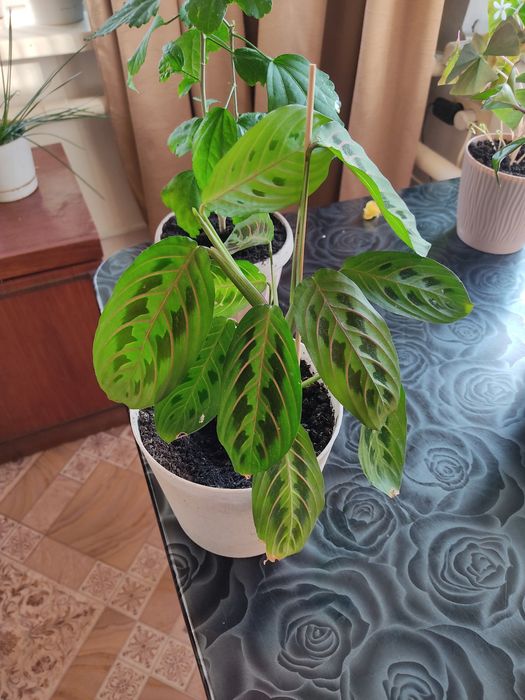 Домашние цветы комнатные