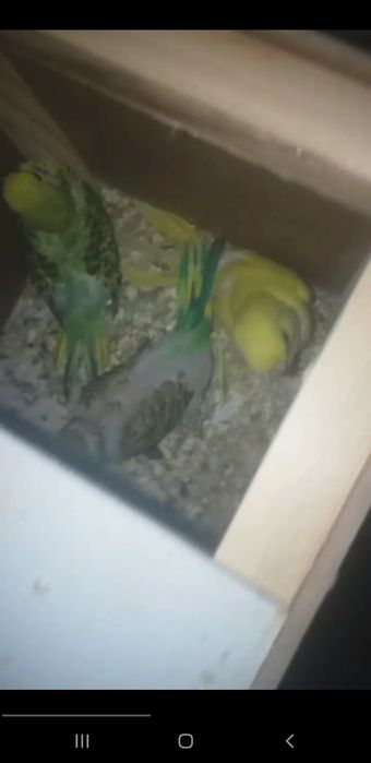 Sotiladi bolali para 280 yana kelishamiz