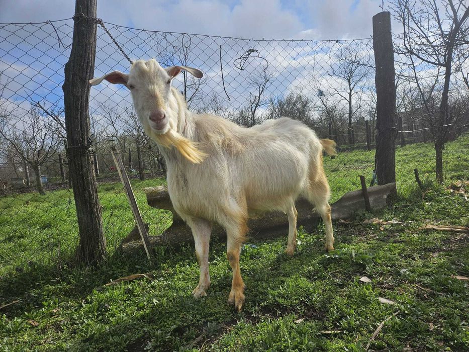 Vand tap talie mare  pentru monta sau sacrificat