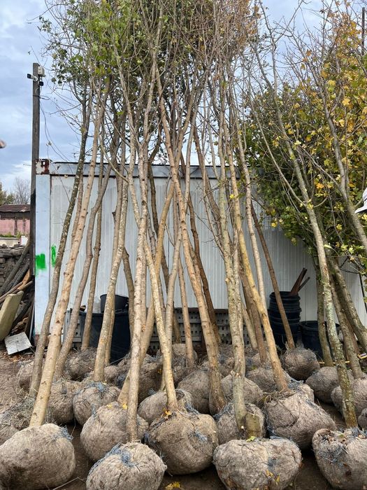 Mesteacăn Tei platani Stejar catalpa