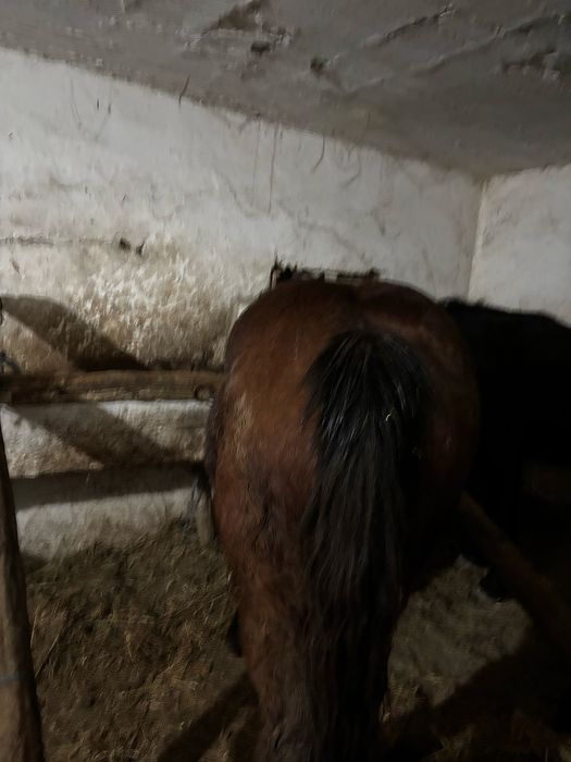 Vand manză de 1,5 ani ardeneza cu acte in regula