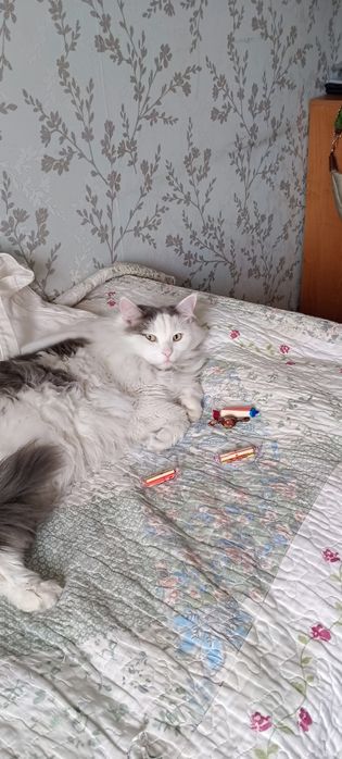 Отдам в добрые руки
