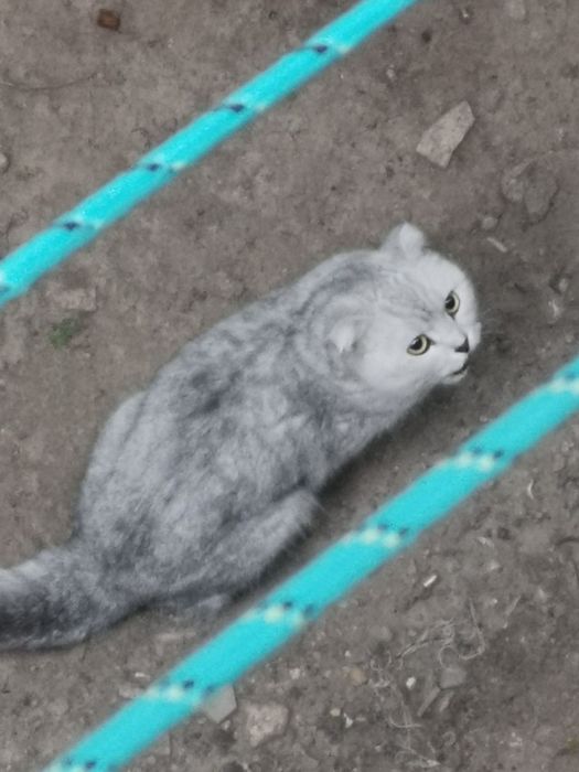 Потеряшка Кошка или кот
