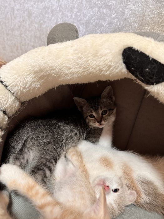 Котенок ДЕВОЧКА скрая