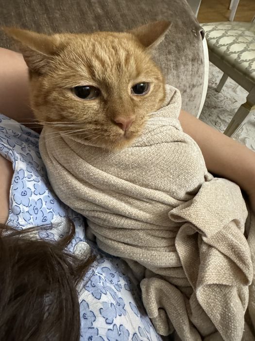 Отдаем кота в добрые руки.