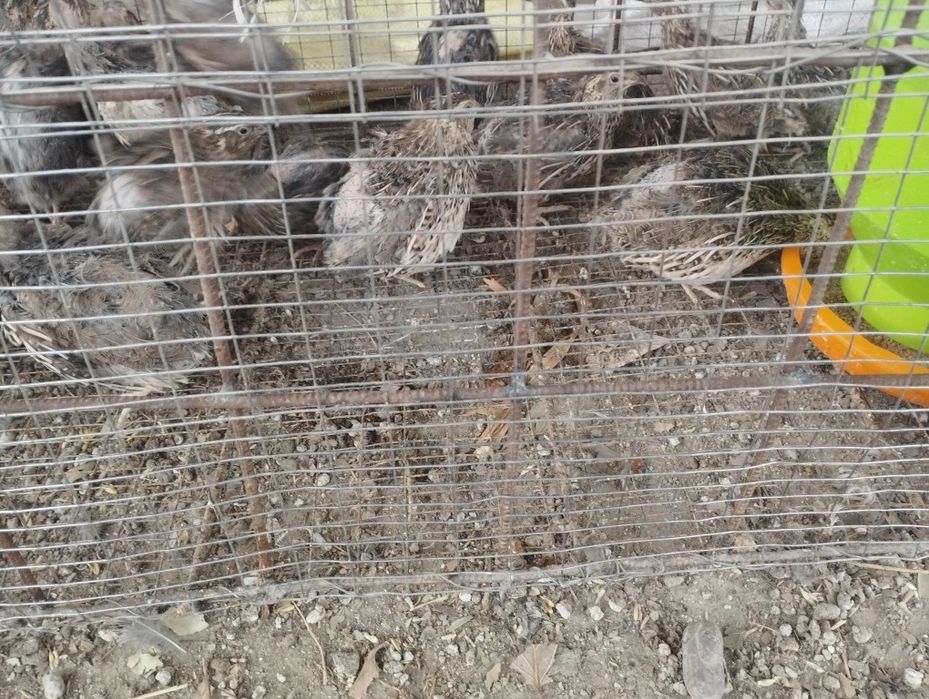 Bedana sotiladi 5 mingdan