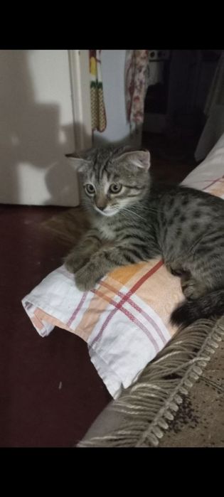 Котята 2мес, мальчик и девочка