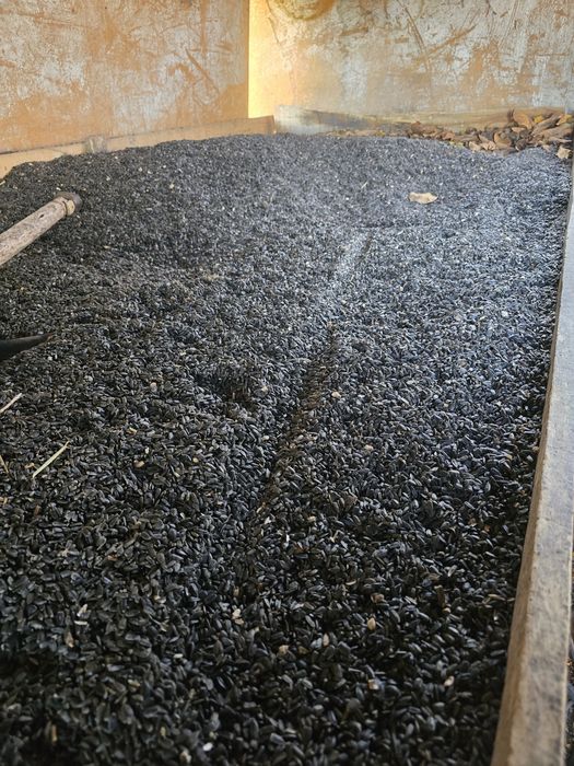 Vând  porumb,grau si floarea-soarelui productia 2025