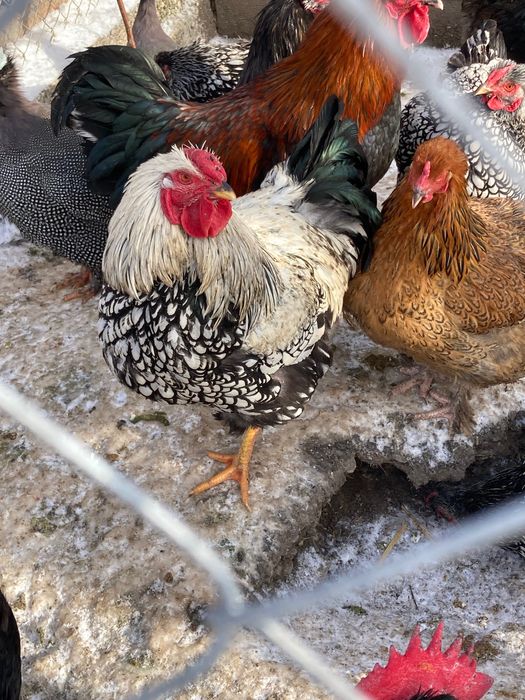 Cocos Wyandotte (argintiu) de vinzare