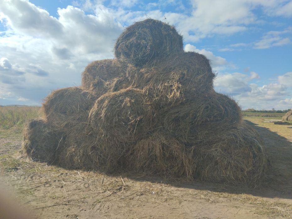 Продам сено луговое и жетняк