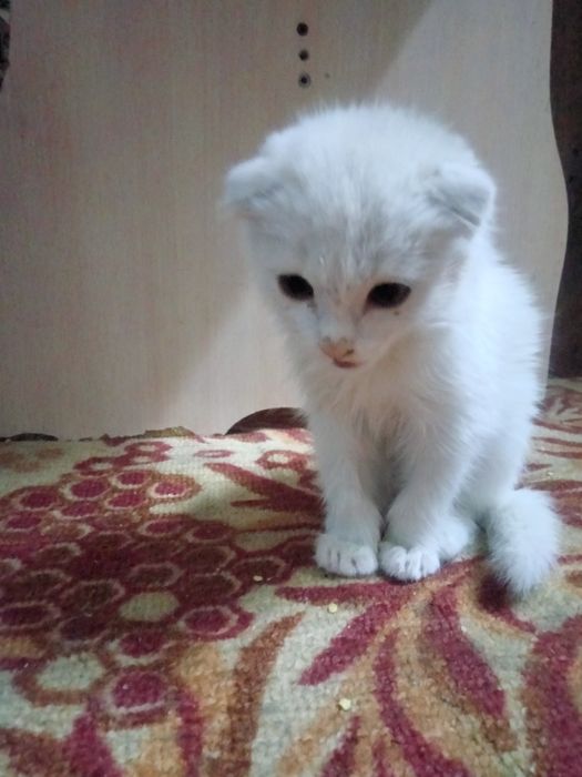 Котенок веслаухий