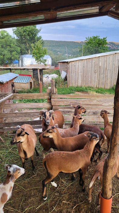 Berbec camerun de doi ani jumate