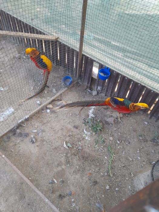 Vand pauni maturi/tineri/pui