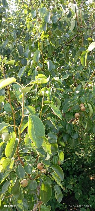 Продам дачу вобществе " садовод строитель"