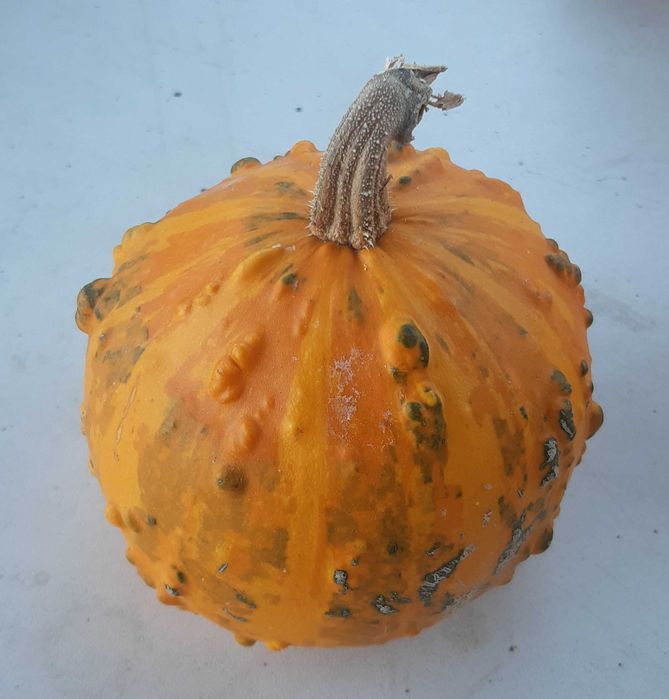 тыква декоративная