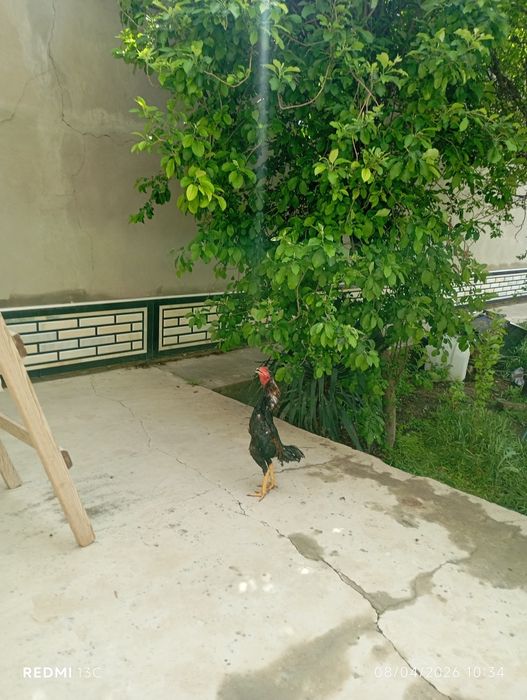 Xuroz sotiladi joʻja