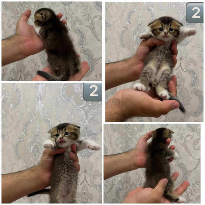 Скотиш фолд страйт