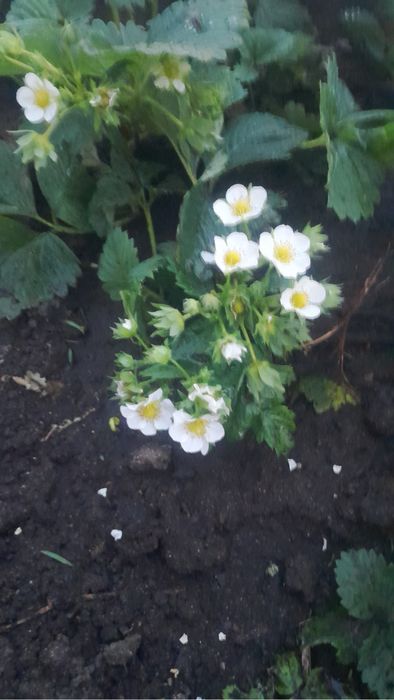 Продаем рассаду клубники