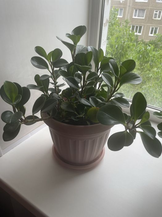 Продам цветы комнатные кшт