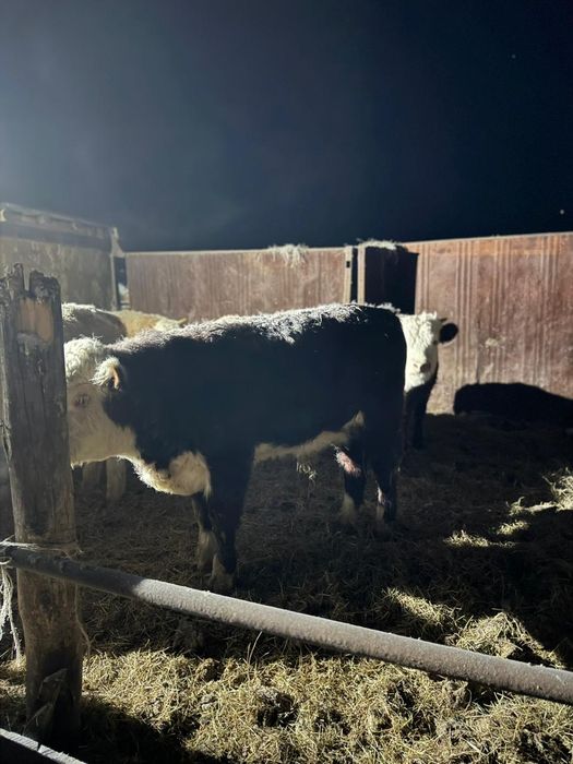 Продам бычков с откорма на племя