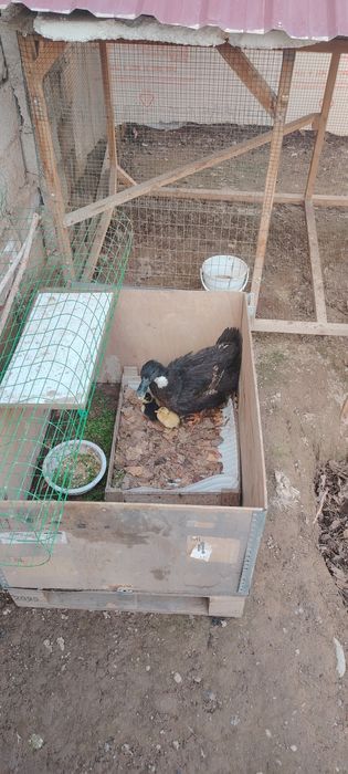 Урдак оиласи сотилади 17-февралда очиб чикди 2 та жужаси бор чикк