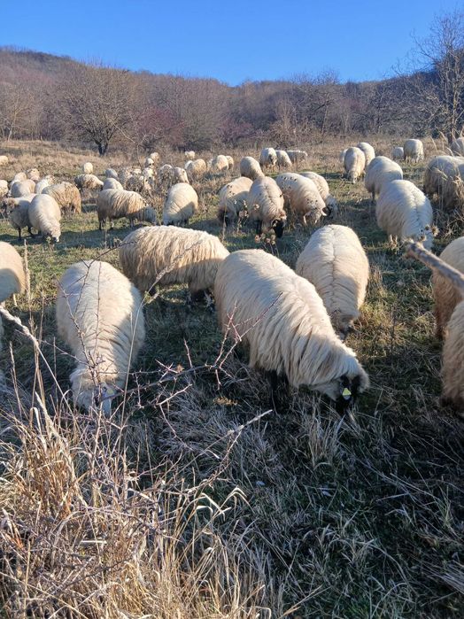 Vând 150 oi țurcane