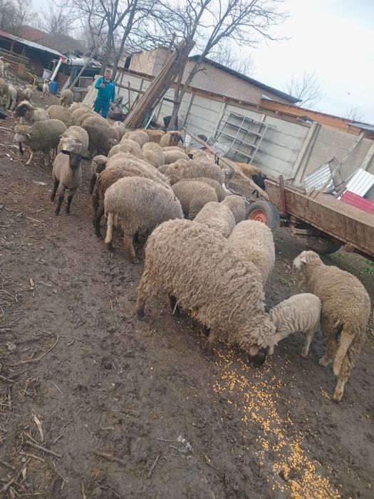 38 de oi bune de ținut cu miei mari