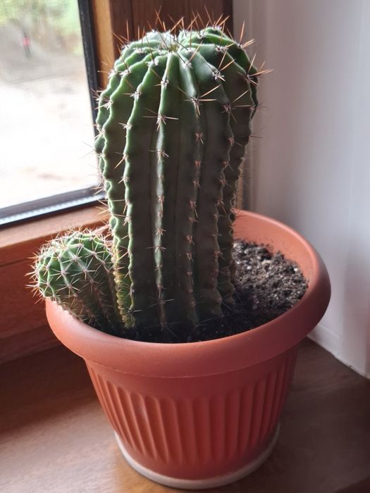 Кактус взрослый с деткой