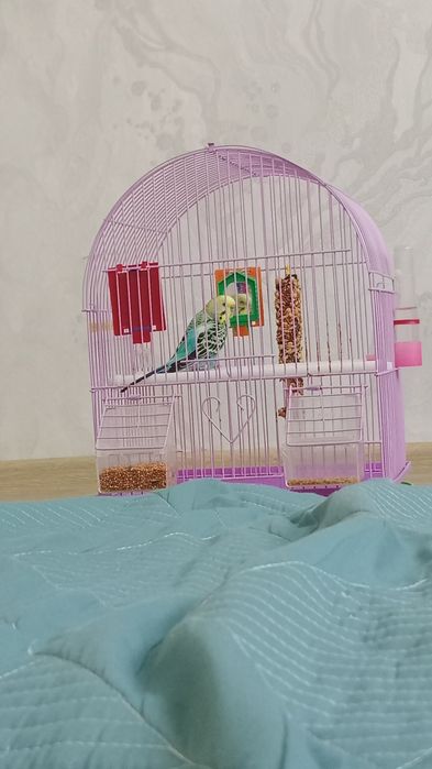 Отдадим попугая в добрые руки