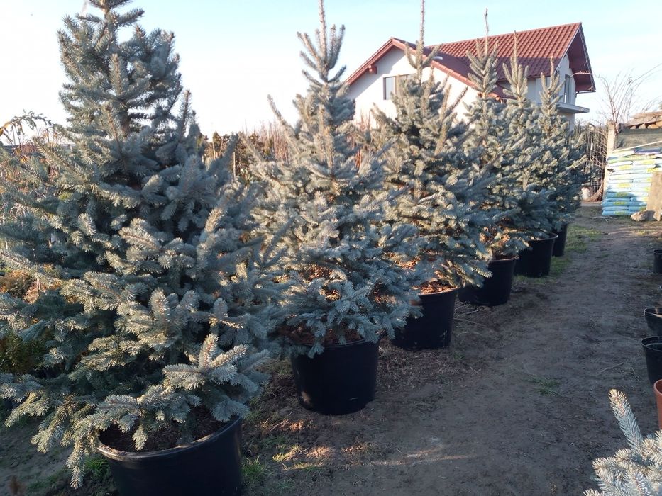 Brad argintiu hopssi