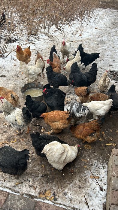 Продам петухов молодых.